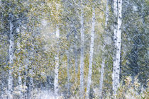 Fall snowstorm, aspen trees, Grand Teton national Park, Wyoming by Danita Delimont