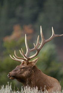 Rocky Mountain Elk bull in peak shape for fall rut, Yellowst... by Danita Delimont