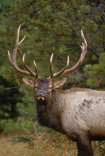 Rocky Mountain Elk bull in fall rainstorm, Yellowstone Natio... by Danita Delimont