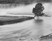USA, Wyoming, Yellowstone, Firehole River and Tree von Danita Delimont
