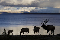 Rocky Mountain Bull and Cow Elk by Danita Delimont