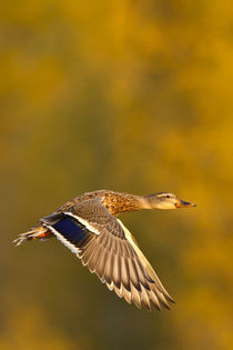 Mallard Duck in autumn. by Danita Delimont