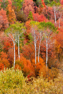 Autumn colors in Rocky Mountains, Wyoming, USA. by Danita Delimont