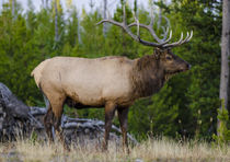 Elk near Lake Village, Yellowstone National Park, Wyoming, USA. by Danita Delimont