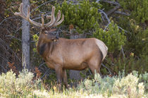 Elk near Lake Village, Yellowstone National Park, Wyoming, USA. by Danita Delimont