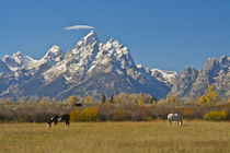 Horses, Moose Head Ranch, autumn, Grand Tetons, Grand Teton ... by Danita Delimont