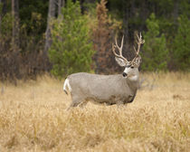 Rocky mountain mule deer buck on a rainy fall day, Odocoileu... by Danita Delimont