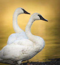 Trumpeter Swans, Cygnus buccinator, reintroduced to the Yell... by Danita Delimont