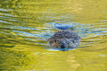 Beaver and Green Reflected Leaf Color, Oxbow Bend, Grand Tet... by Danita Delimont