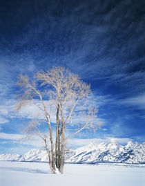 USA, Wyoming, Cottonwood tree in winter von Danita Delimont