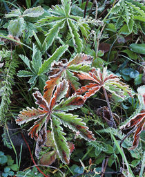 USA, Wyoming, Close-up of frosted silverweed by Danita Delimont