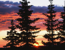 USA, Wyoming, View of sunrise with spruce trees at Medicine ... by Danita Delimont