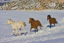 Horses Running in Snow by Danita Delimont