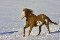 Horse Running in Snow von Danita Delimont