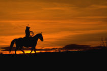 Cowboy riding in the Sunset with lariat Rope; Model Released by Danita Delimont