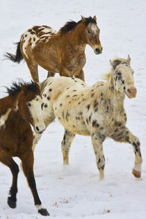 Horses running in The Snow by Danita Delimont