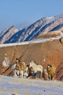 Horses Running in The Snow by Danita Delimont