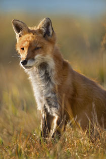 Red Fox squints against the sun, Wyoming, USA by Danita Delimont