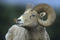 Rocky Mountain bighorn sheep, Wyoming, USA von Danita Delimont