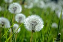 Zarte Pusteblumen von Claudia Evans