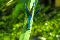 Dragonfly  von Vincent J. Newman