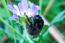 Busy Bee by Vincent J. Newman