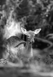 junges Reh im Wald  by haike-hikes