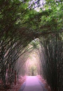 'Bamboo Alley to Giant Pandas' by Juergen Seidt