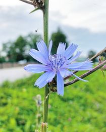 Wiesenblume im Park by Antje Krenz