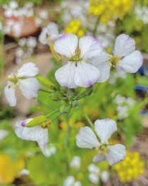 Zarte Blüten in Weis von Antje Krenz