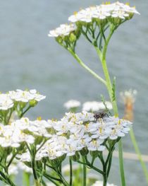 Wiesenblume im Wind  by Antje Krenz