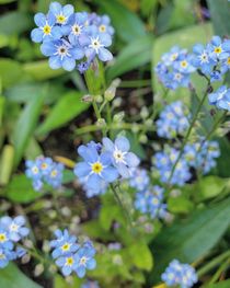 Feines Blau  von Antje Krenz