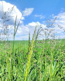 Romantisches Feldbild im Frühling von Antje Krenz