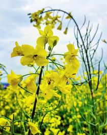 Raps im Sommer von Antje Krenz