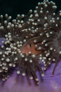 Anemonenfisch versteckt in seiner Anemone von Sven Gruse