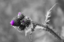 Thistle by cinema4design