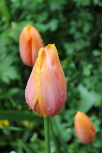 Tulip with water drops by Maria Preibsch