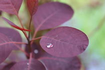 Leaf after a raining day von Maria Preibsch
