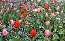 Tulip garden von Maria Preibsch