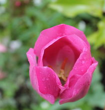 Pink tulip with water drops by Maria Preibsch