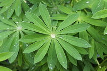Green leaves with rain drops von Maria Preibsch
