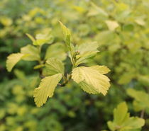 Green leaves von Maria Preibsch