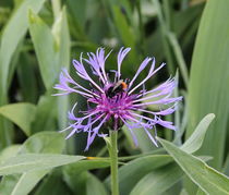 Flower with a bee by Maria Preibsch