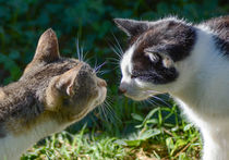 two cats by Thomas Preibsch