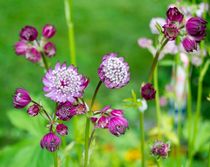 Beautiful Flowers von Thomas Preibsch