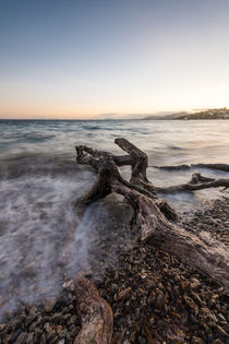 Baumstamm im Meer auf Mallorca by Florian Westermann