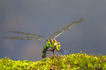 Libelle bei der Eiablage by Bernhard Kaiser
