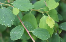 Leaves with water drops von Maria Preibsch