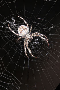 Network agency - Spider in the backlight von Chris Berger