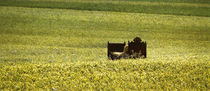 Ein Bed im Kornfeld - Panorama von Ruth Klapproth